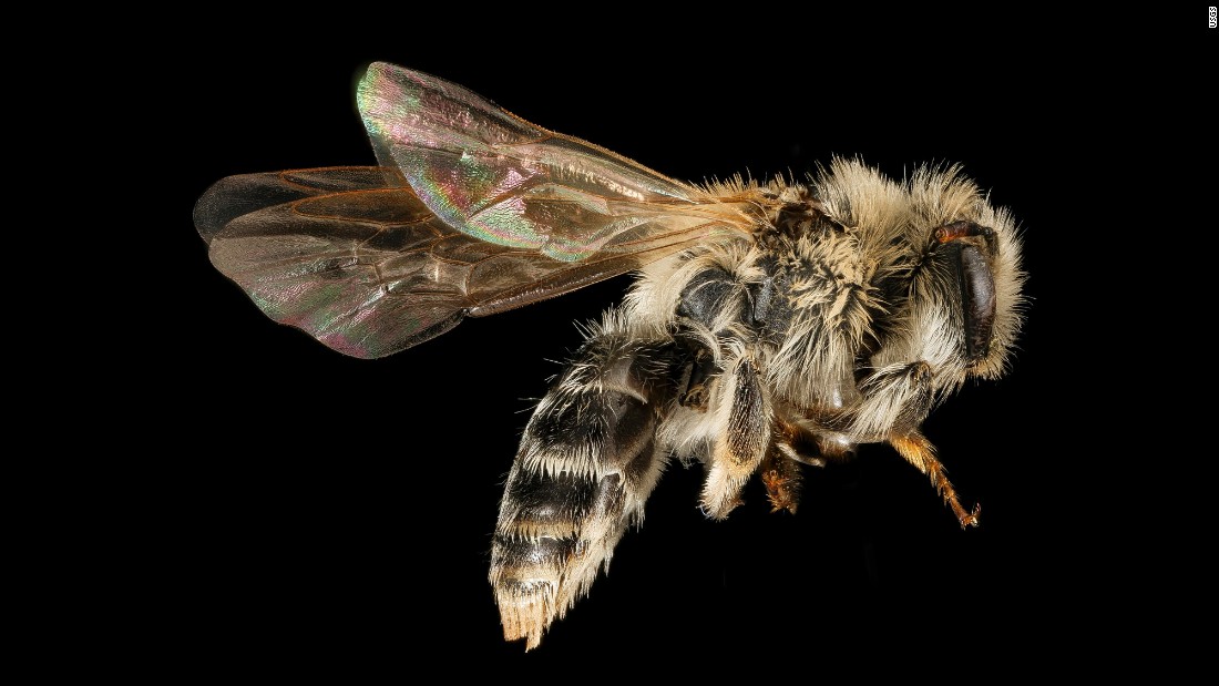 Andrena wellesleyana is &quot;one of a number of species where the males have extensive yellow on their faces while the females are completely black.&quot;