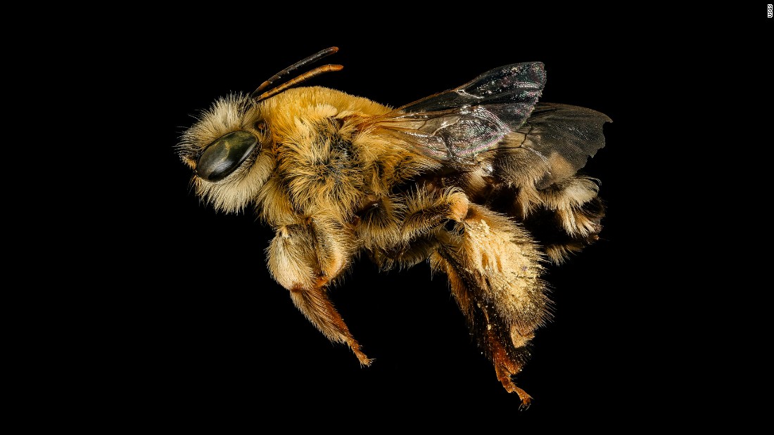 &quot;An obscure bee of the desert, Martinapis luteicornis, only is active early in the morning just as the sky begins to lighten,&quot; writes Sam Droege with the US Geological Survey.