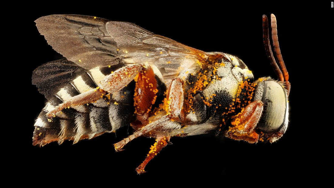 A bee captured in Arizona. It has orange pollen stuck to its face and sides. 