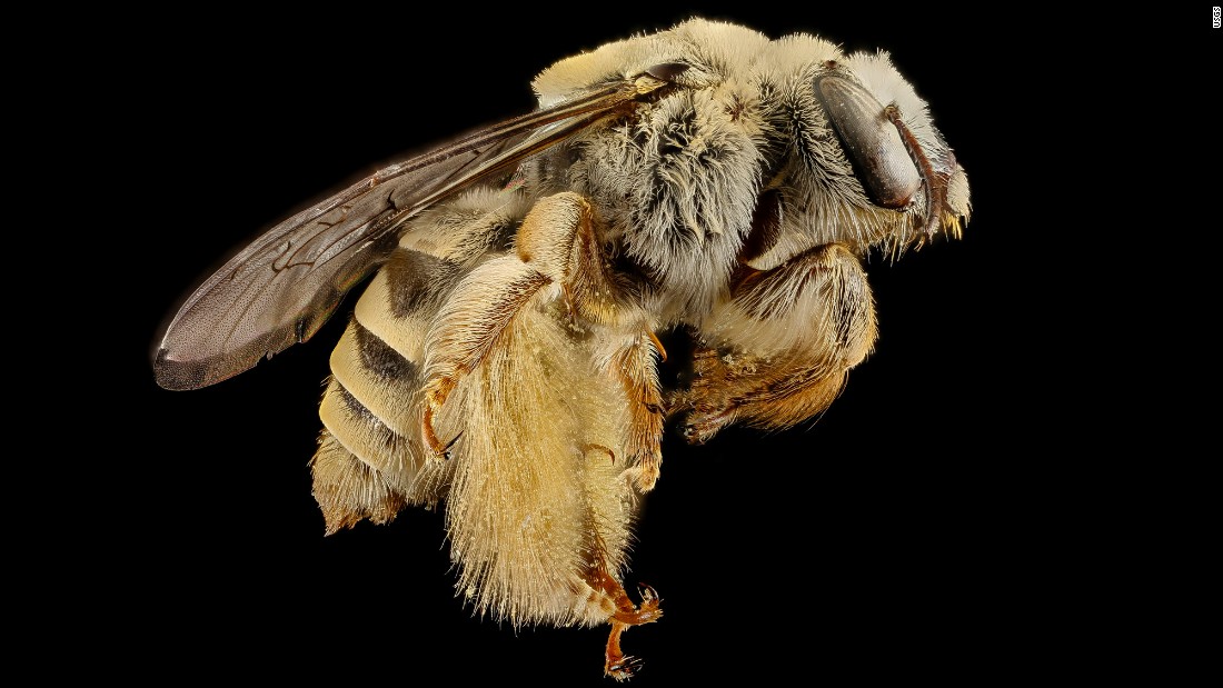 Diadasia rinconis, a bee with pollen and &quot;a few stray cactus balls&quot; on its hairy body, writes Droege. 