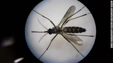 A female mosquito under a microscope at the Sun Yat-Sen University-Michigan University Joint Center of Vector Control for Tropical Disease.