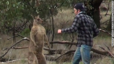 Video shows man punch kangaroo to save his dog - CNN Video