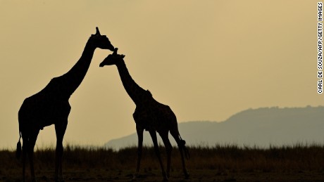 TOPSHOT - Giraffes stand together during the annual wildebeest migration in the Masai Mara game reserve on September 12, 2016. / AFP / CARL DE SOUZA        (Photo credit should read CARL DE SOUZA/AFP/Getty Images)