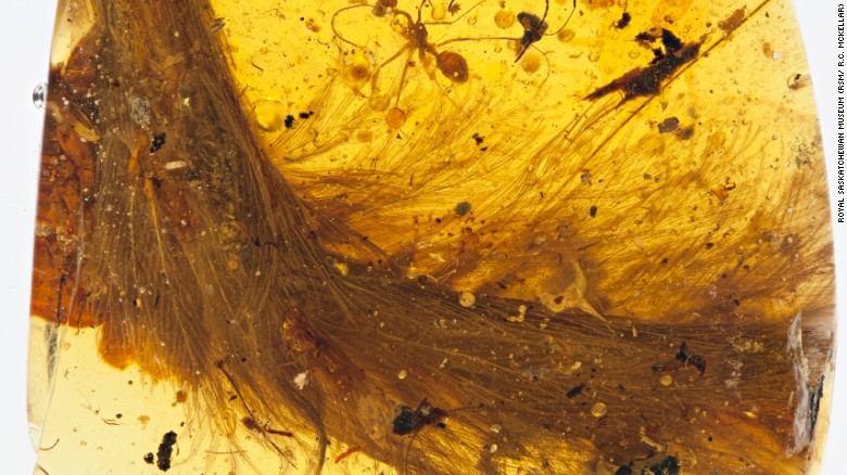 ‘Blood amber:’ A portal into dinosaur times but an ethical minefield for paleontologists