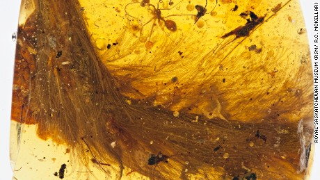 The discovery of a dinosaur tail entombed in amber at a market in Myanmar near the Chinese border grabbed headlines in 2016.