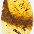 Dinosaur amber 2