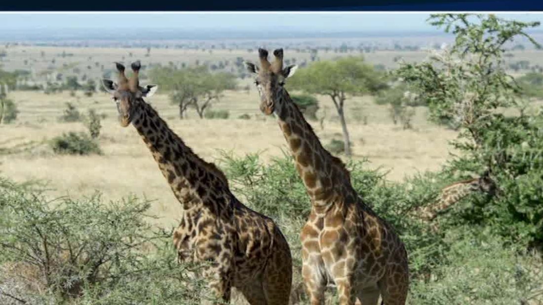 Giraffe population plunges in Africa CNN Video