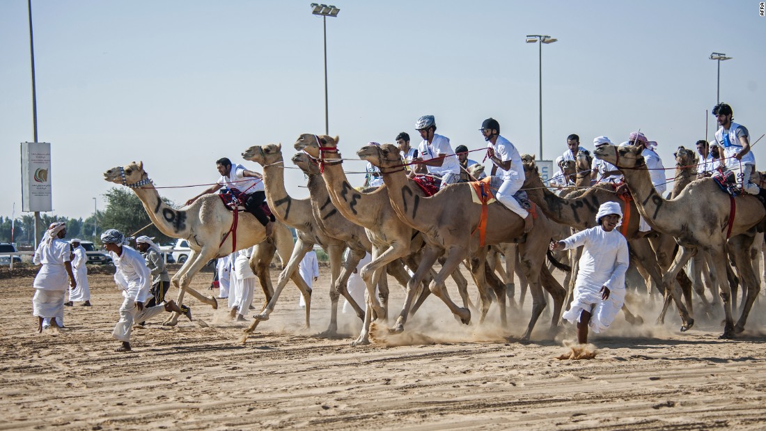 At the second annual National Day Camel Marathon, 100 participants raced to the finish line. 