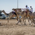 fazza championships camel races 2