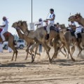 fazza championships camel races 3