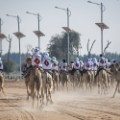 fazza championships camel races 