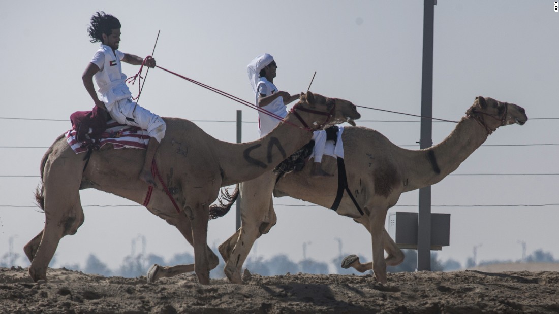Camels have long been integral to culture in the Middle East. They are traditionally bred for milk or used as caravans to cart goods across the desert.