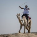 fazza championships camel races 8
