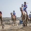 fazza championships camel races 9