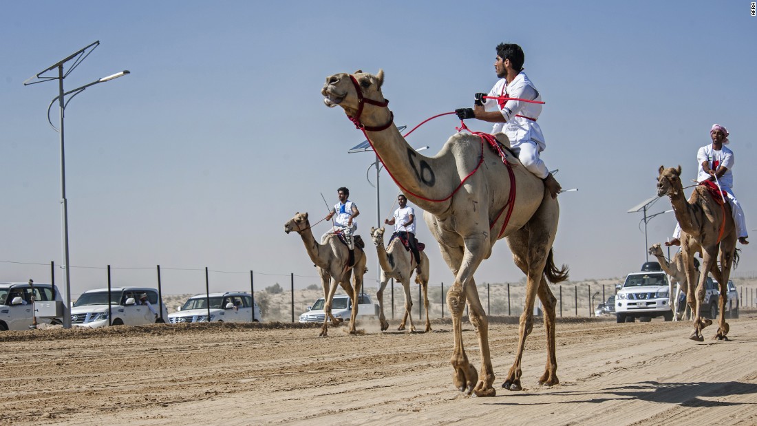 Camel racing dates back to the 7th century, and is one of the oldest still-practiced traditions in the Middle East.