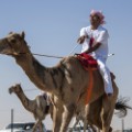 fazza championships camel races 15