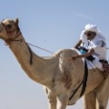fazza championships camel races 20