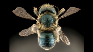 Rusty patched bumblebee is declared endangered