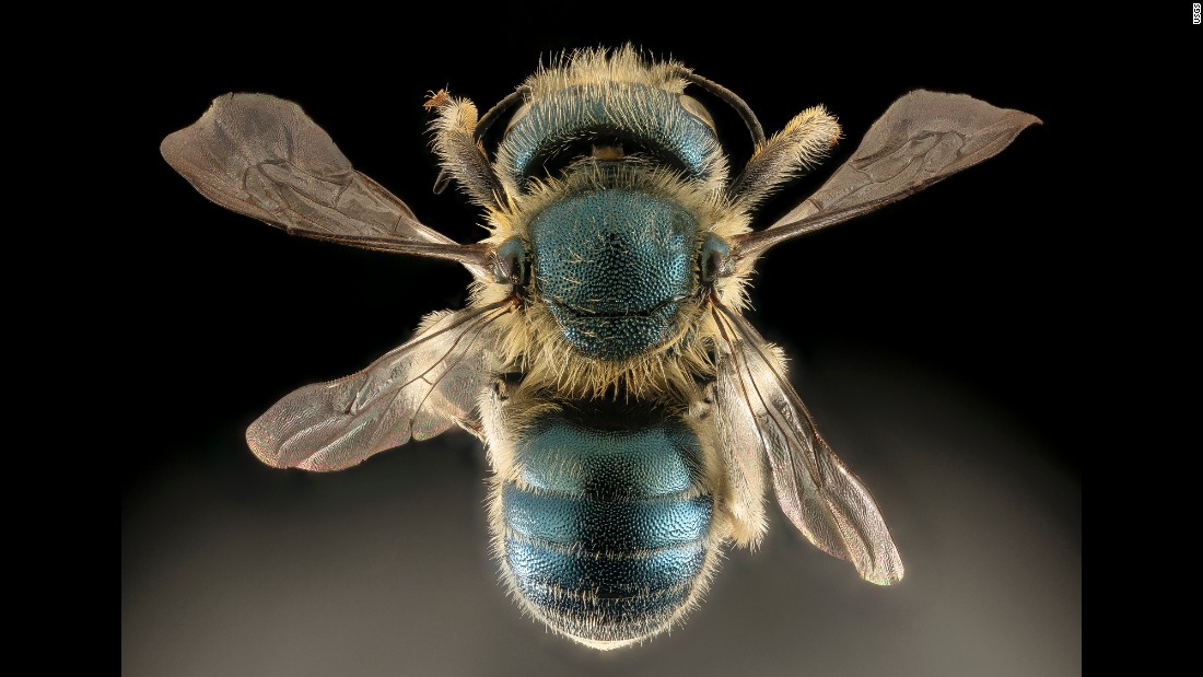 &quot;This beautiful blue bee nests in snail shells,&quot; writes Droege. The Osmia conjuncta specimen comes from Maryland. 