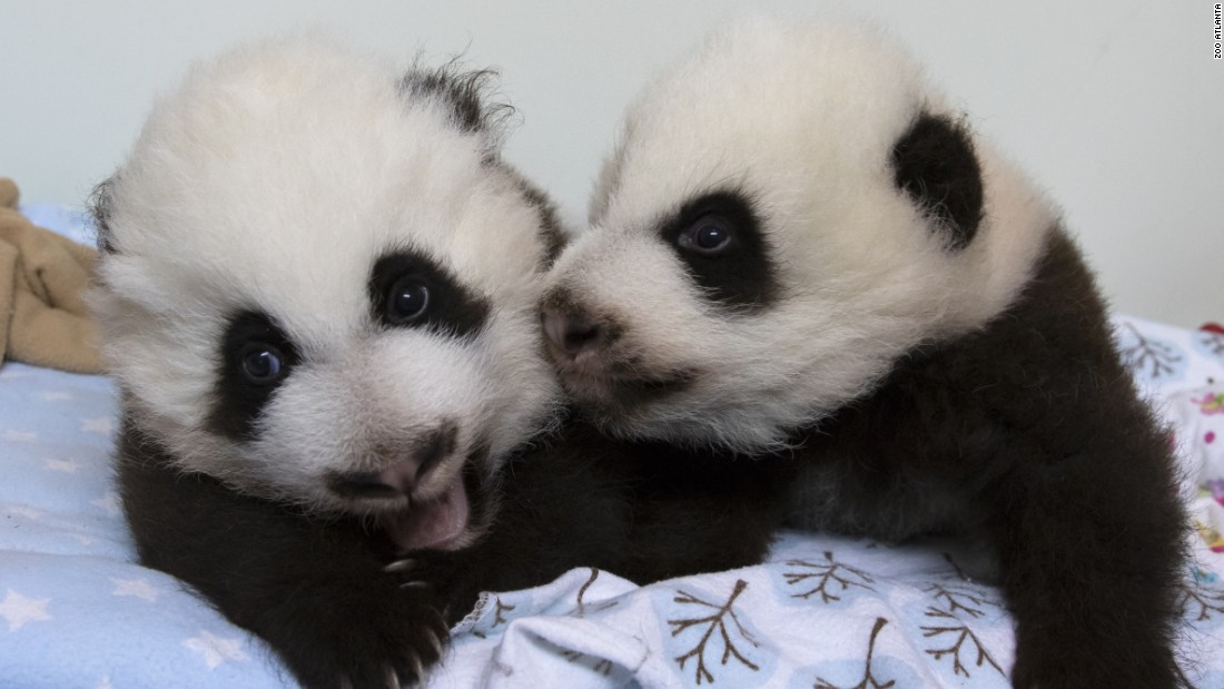 Atlanta panda twins receive names | CNN Travel