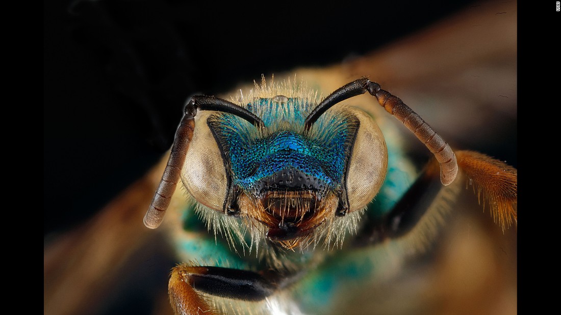 A female Agapostemon splendens. Collected at Timucuan Ecological &amp;amp; Historic Preserve in Florida. 