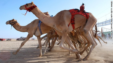 Camel races are popular across the region. Pictured here, the district of Kabad, southwest of Kuwait City, held a race in October. 