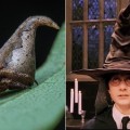 New spider species named after 'Harry Potter' sorting hat - CNN