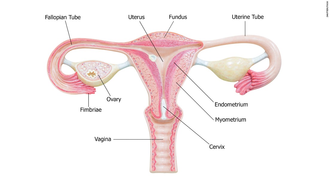 Fallopian Tubes May Have Big Role In Ovarian Cancer Fight Cnn 
