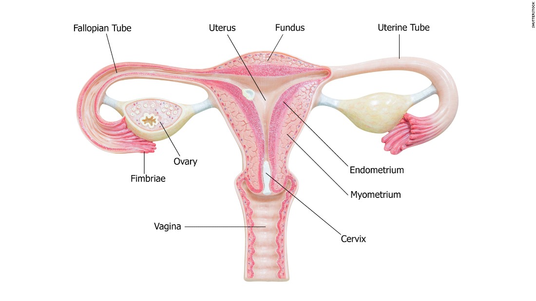 Fallopian Tubes May Have Big Role In Ovarian Cancer Fight Cnn