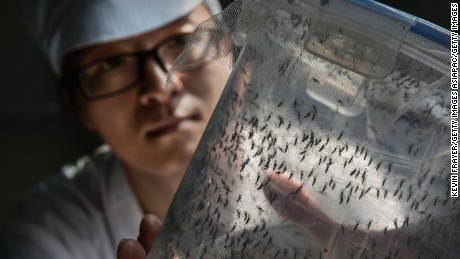 Zhang Dongjing displays a container of sterile adult male mosquitoes that are ready to be released in a lab in the mass production facility. 