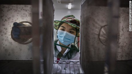 Lab technician Chen Chunping places pupa into a cage in the mass production facility.