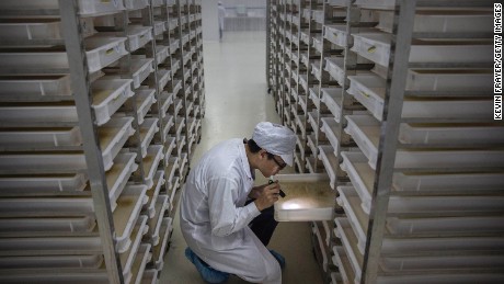 A lab technician looks at trays of larvae in the &quot;mosquito factory&#39;s&quot; mass production facility.