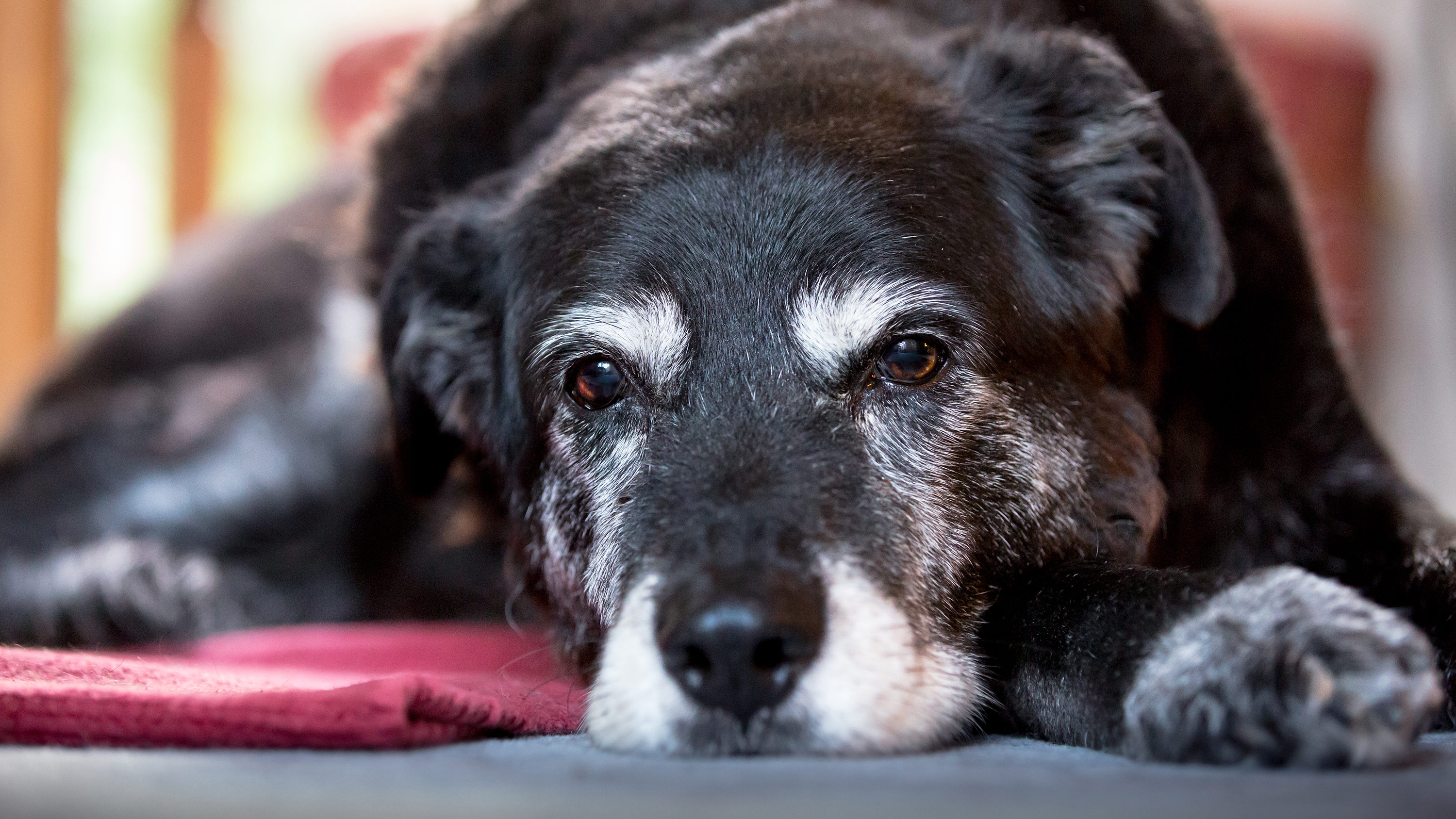 dog's muzzle turning grey