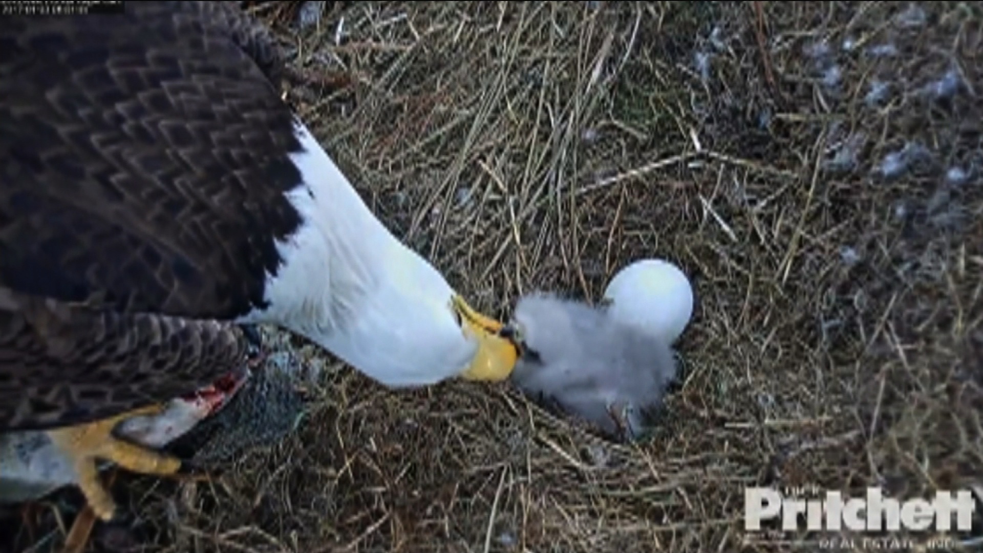 El mundo siguió el nacimiento de un águila por internet - CNN Video