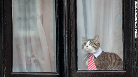 A cat wearing a striped tie and white collar looks out of the window of the Embassy of Ecuador as Swedish prosecutors question Wikileaks founder Julian Assange on November 14, 2016.