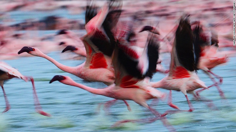 why can flamingos survive lake natron