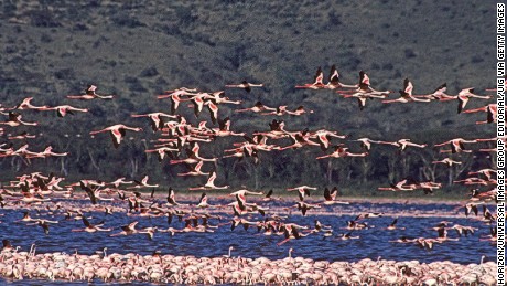 Why Toxic Lakes Are A Paradise For Flamingos Cnn