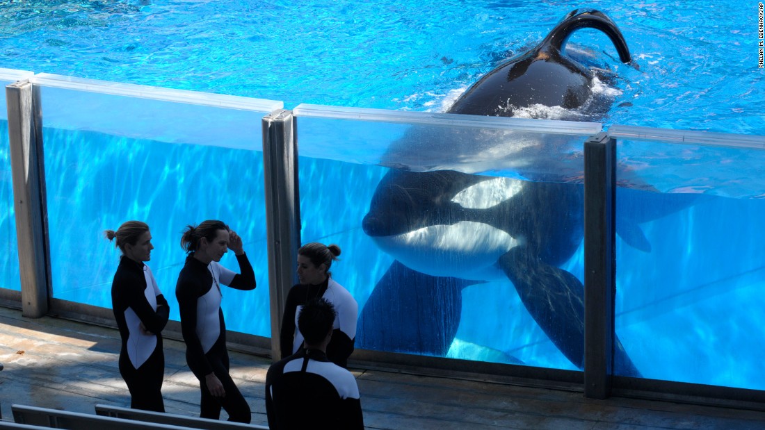 Tilikum, killer whale at center of 'Blackfish,' dies CNN