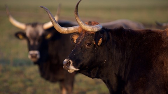 Wild Supercows Return To Europe Cnn