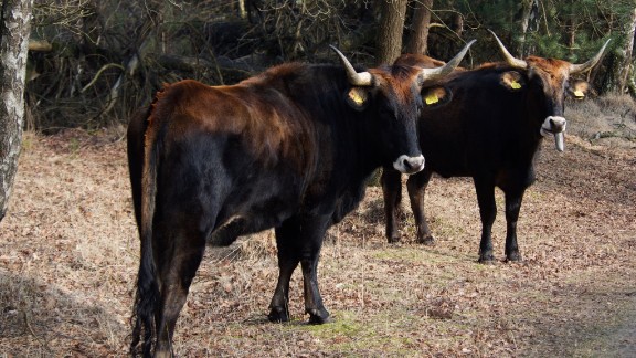 Wild Supercows Return To Europe Cnn