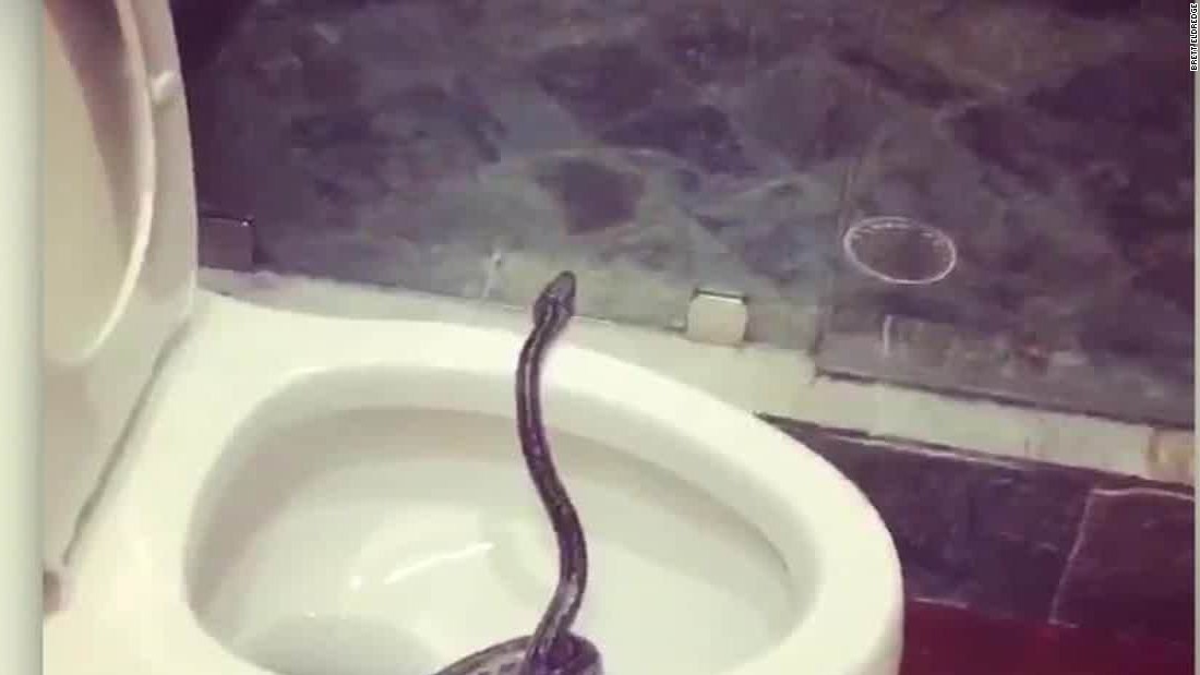 Viral Video Shows Snake Emerging From Toilet, Twitter Horrified