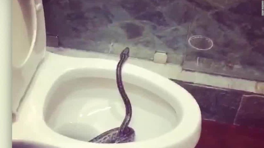 Country star finds slithery surprise in toilet - CNN Video