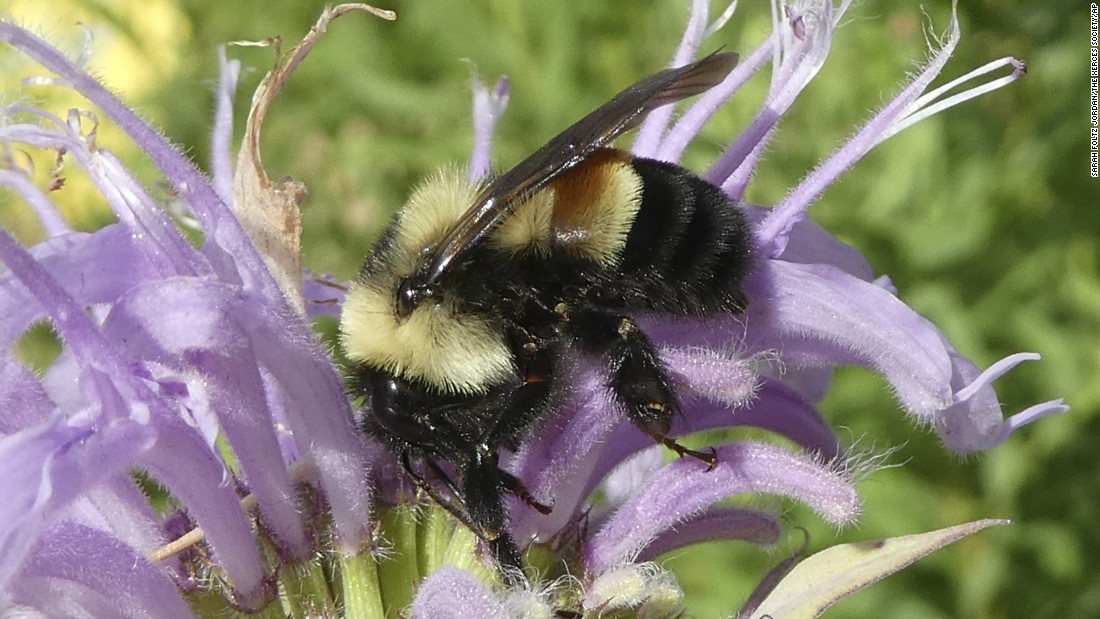 Rusty patched bumblebee is declared endangered - CNN