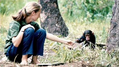 Jane Goodall: The conservation revolutionary