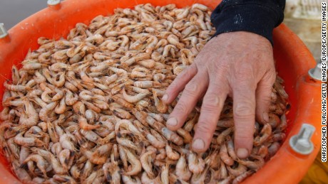 Shrimp shells are among the new feedstocks being used to produce bioplastics. 