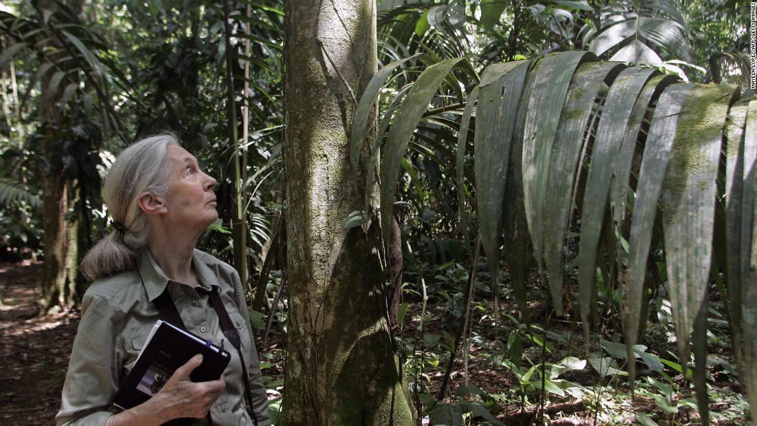 British primatologist Jane Goodall during a 2007 visit to Costa Rica. Goodall is best known for her studies on chimpanzees, but in recent years has worked to grow her Roots &amp; Shoots program that involves children and young people with projects related with animals, the environment and the human community.