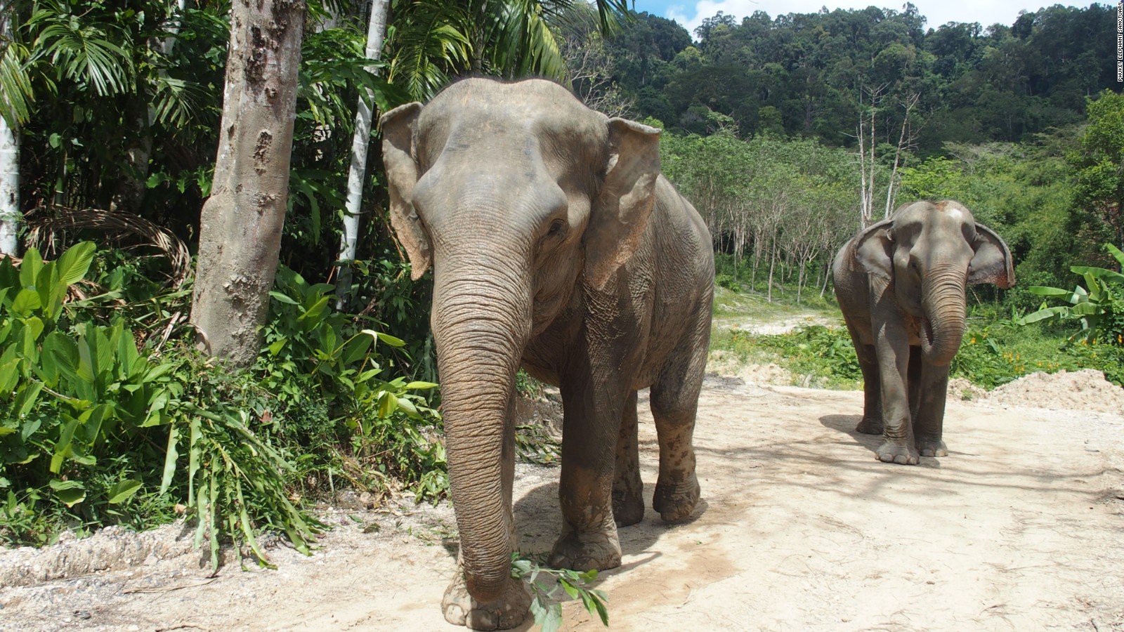 Image result for phuket elephant sanctuary