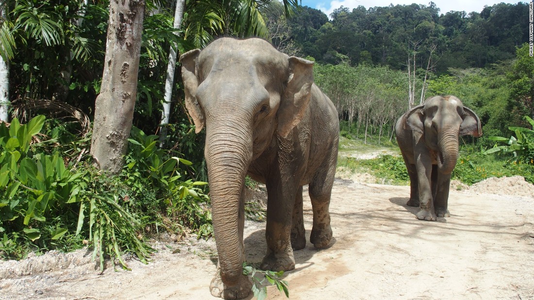 Phuket Elephant Sanctuary treads new ground | CNN