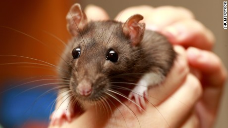 Pet rats in Illinois, Wisconsin linked to Seoul virus outbreak, CDC says