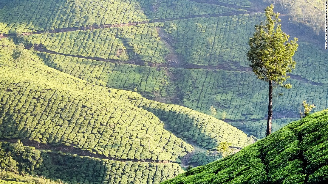 &lt;strong&gt;Munnar, Kerala: &lt;/strong&gt;Known for its rolling hills and tea plantations, Munnar is a serene hill station of India&#39;s southern state of Kerala. It&#39;s also home to Anamudi Peak, the highest peak in south India and the largest population of Nilgiri Tahr, an endangered sheep species. 